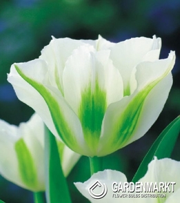 Tulipan Viridiflora Spring Green 5 szt.
