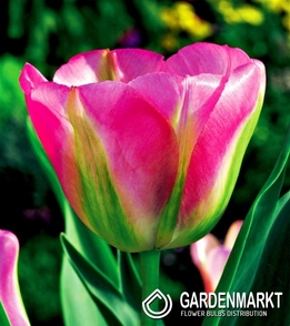 Tulipan Viridiflora Groenland 5 szt.