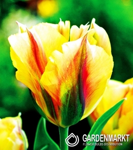 Tulipan Viridiflora Golden Artist 5 szt.