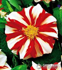 Dalia Anemonowa Fire and Ice 1 szt.