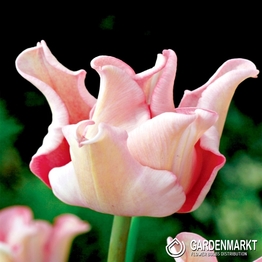 Tulipan Picture 5 szt.