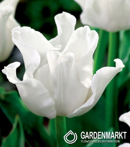 Tulipan Ekskluzywny White Liberstar 5 szt.