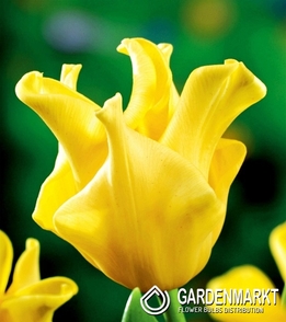Tulipan Ekskluzywny Yellow Crown 5 szt.