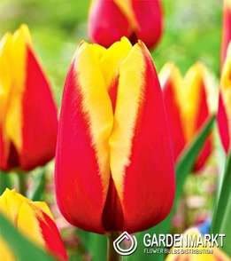 Tulipan Czerwono-Żółty 10 szt.