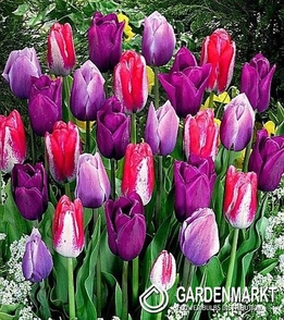 Tulipan Kolory Fioletu Mix 100 szt