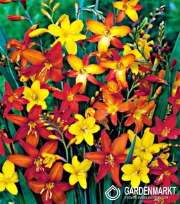 Crocosmia-Cynobrówka Mix 10 szt.