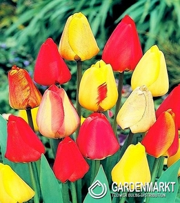 Tulipan Darwina Mix 25 szt.