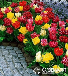 Tulipan Niski Mix 10 szt.