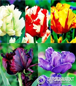 Tulipan Papuzi Mix 10 szt.