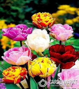 Tulipan Pełny Mix 25 szt.