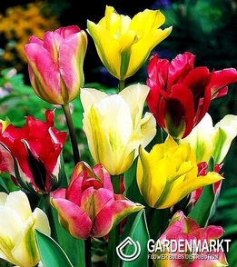 Tulipan Virindiflora Mix 10 szt.