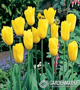 Tulipan na kg Żółty 1 kg