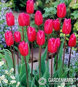 Tulipan na kg Różowy 1 kg