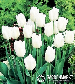 Tulipan na kg Biały 1 kg