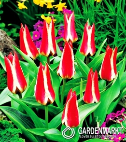 Tulipan Niski Greiga Pinocchio 25 szt.