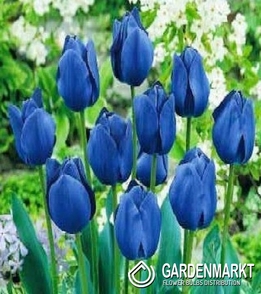 Tulipan Niebieski 30 szt.