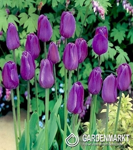 Tulipan Fioletowy 30 szt.