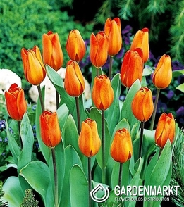 Tulipan Pomarańczowy 30 szt.