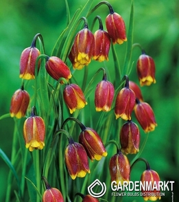 Fritillaria Uva Vulpis 50 szt.