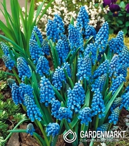 Szafirek - Muscari Armeniacum 100 szt.