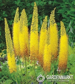 Eremurus - Pustynnik Bungei 1 szt.