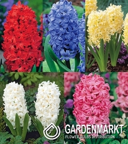 Zestaw Hiacynt 1