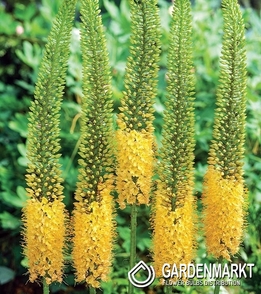 Eremurus - Pustynnik Pinokkio 1 szt.