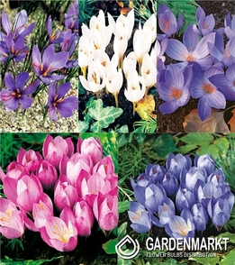 Zestaw Krokus Jesienny