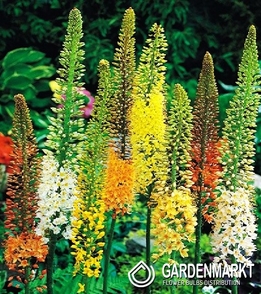 Eremurus - Pustynnik Mix 3 szt.