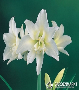 Hippeastrum - Amarylis Jewel 1 szt.