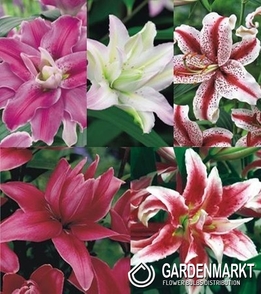 Zestaw Lilia Orientalna Podwójna