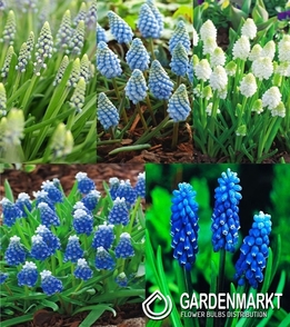 Zestaw Muscari - Szafirek 2