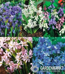 Zestaw Scilla - Cebulica