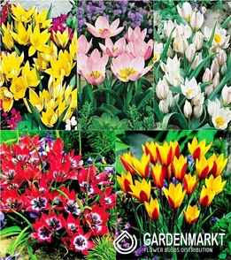 Zestaw Tulipan Botaniczny 2