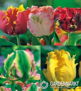 Zestaw Tulipan Papuzi 1