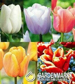Zestaw Tulipan Triumph-11