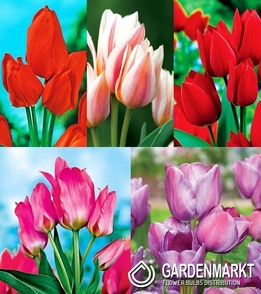 Zestaw Tulipan Wielokwiatowy 1