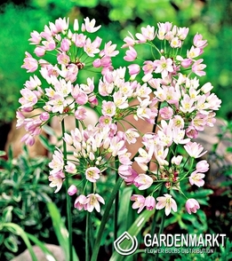 Allium Roseum - Czosnek Różowy 10 szt.