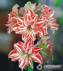 Hippeastrum - Amarylis Dancing Queen 1 szt.