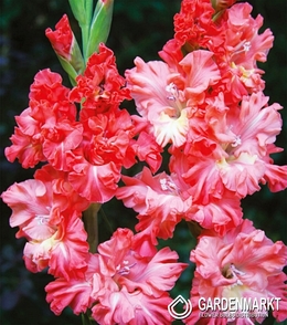 Gladiolus-Mieczyk Karbowany You Two Frizzle 5 szt.