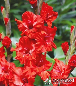 Gladiolus-Mieczyk Karbowany Fire Ruffle 5 szt.