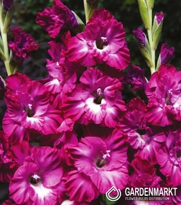 Gladiolus-Mieczyk Karbowany Nairoby Ruffle 5 szt.