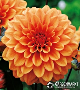 Dalia Dekoracyjna Orange 1 szt.