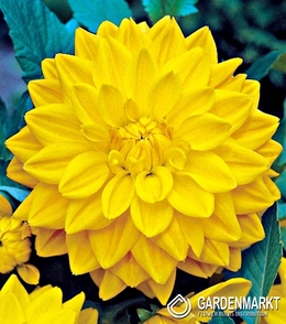 Dalia Dekoracyjna Yellow 1 szt.
