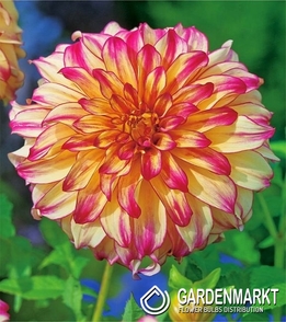 Dalia Lady Darlene 1 szt.
