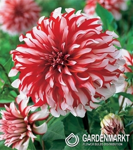 Dalia Santa Claus 1 szt.