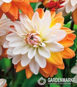 Dalia Coup De Soleil 1 szt.