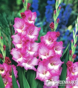 Gladiolus-Mieczyk Rhapsody in Blue 5 szt.
