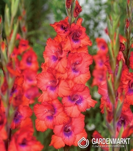 Gladiolus-Mieczyk Tricolore 5 szt.