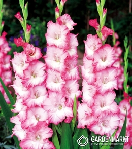 Gladiolus-Mieczyk Cheops 5 szt.